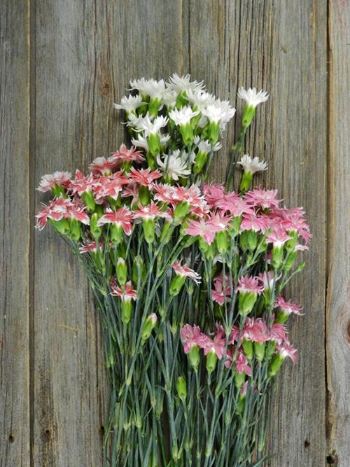 STAR DIANTHUS ASSORTED COLORS  COMBO BOX